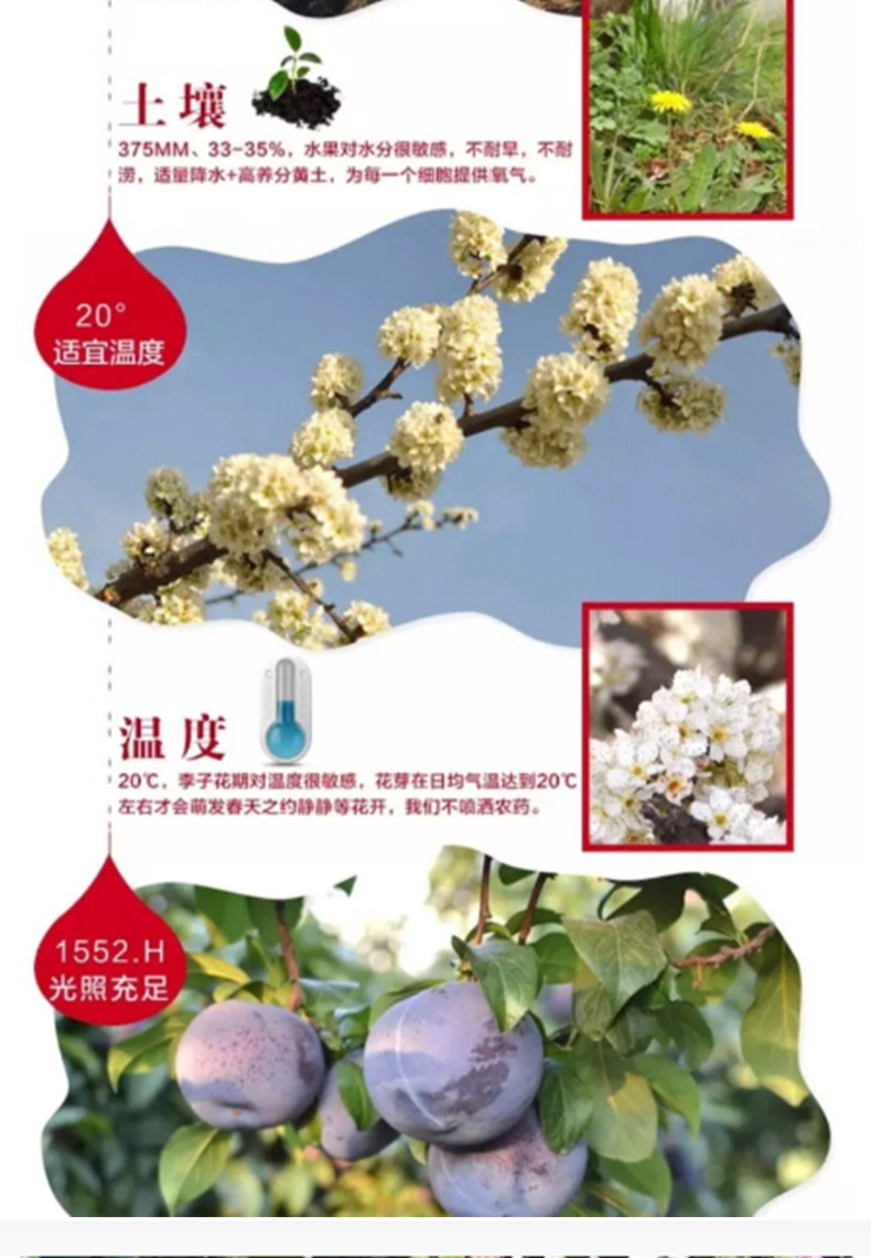 李子_02.jpg