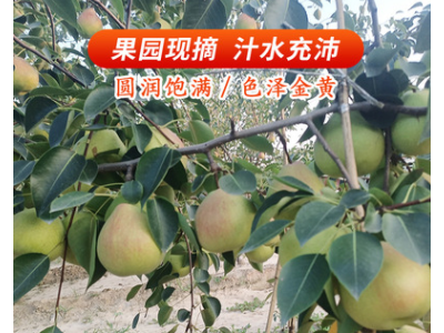 半边红梨应季新鲜水果脆梨酥梨现摘现发梨子甜梨整箱水果图2