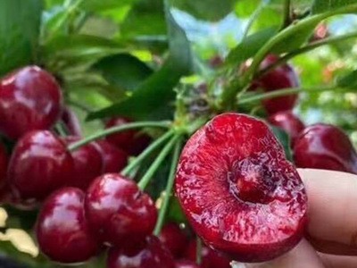 现货农业新鲜水果樱桃批发 山东大樱桃车厘子5斤水果樱桃图3