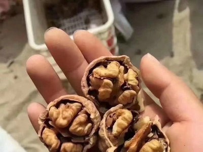 现货批发纸皮核桃 肉饱满手捏即开手剥核桃 薄皮核桃图2