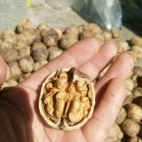 现货批发纸皮核桃 肉饱满手捏即开手剥核桃 薄皮核桃