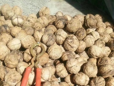 现货批发纸皮核桃 肉饱满手捏即开手剥核桃 薄皮核桃图3