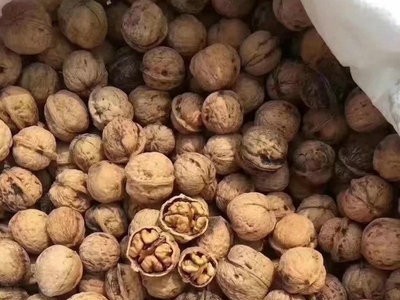 现货批发纸皮核桃 肉饱满手捏即开手剥核桃 薄皮核桃图4