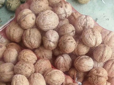 现货批发纸皮核桃 肉饱满手捏即开手剥核桃 薄皮核桃图5