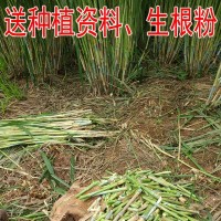 台湾甜象草种节田象草子种籽高产四季多年生牧草种子养殖再生草籽