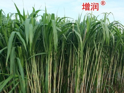 台湾甜象草种节田象草子种籽高产四季多年生牧草种子养殖再生草籽图5