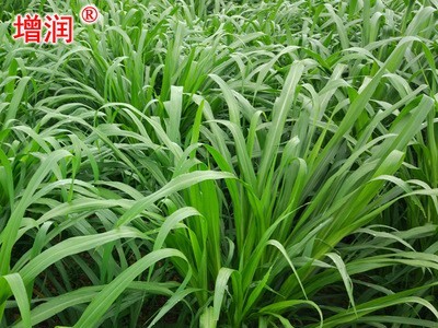 台湾甜象草种节田象草子种籽高产四季多年生牧草种子养殖再生草籽图2