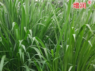 台湾甜象草种节田象草子种籽高产四季多年生牧草种子养殖再生草籽图3