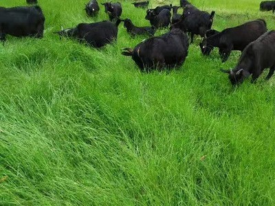扁穗牛鞭草草籽种节高产四季多年生牧草种子南方养殖牛羊水田种植图4