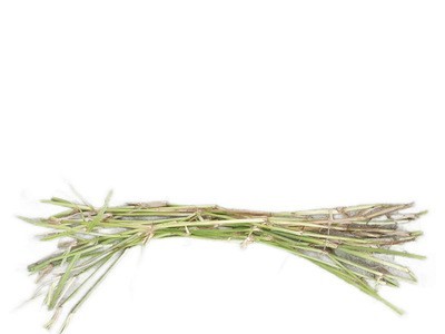 扁穗牛鞭草草籽种节高产四季多年生牧草种子南方养殖牛羊水田种植图5