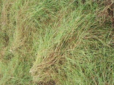 扁穗牛鞭草草籽种节高产四季多年生牧草种子南方养殖牛羊水田种植图3