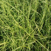 扁穗牛鞭草草籽种节高产四季多年生牧草种子南方养殖牛羊水田种植