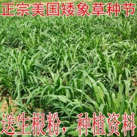 美国矮象草牧草种节籽正宗四季养殖多年再生养鱼养牛高产优质饲草