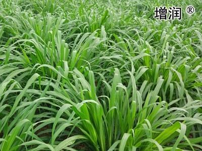 美国矮象草牧草种节籽正宗四季养殖多年再生养鱼养牛高产优质饲草图3