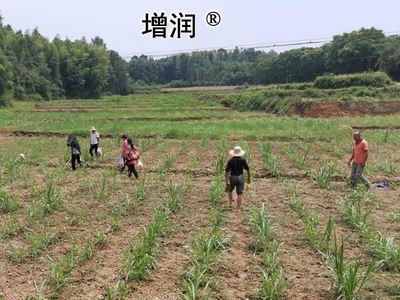 美国矮象草牧草种节籽正宗四季养殖多年再生养鱼养牛高产优质饲草图2