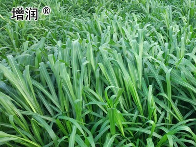 美国矮象草牧草种节籽正宗四季养殖多年再生养鱼养牛高产优质饲草图4