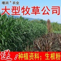 增润草新型皇竹草巨菌草台湾甜象草红象草桂牧一号高产牧草种节子