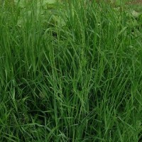 批发披碱草种子耐寒耐旱耐盐碱地草籽护坡固土四季牧草抗风沙种籽
