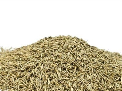 批发披碱草种子耐寒耐旱耐盐碱地草籽护坡固土四季牧草抗风沙种籽图4