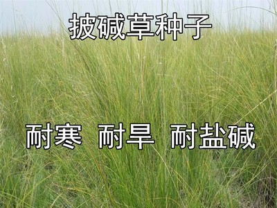 批发披碱草种子耐寒耐旱耐盐碱地草籽护坡固土四季牧草抗风沙种籽图2