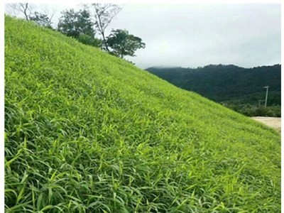 批发狗尾草种子狗尾草草籽耐寒耐旱耐贫瘠观赏牧草四季青绿化草子图4