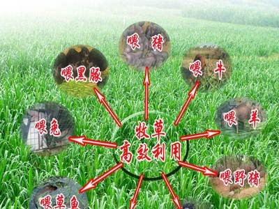 台湾甜象草种子养殖牧草种子畜牧多年生牧草牛羊饲料喂牛饲料草种图3