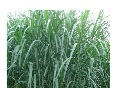 台湾甜象草种子养殖牧草种子畜牧多年生牧草牛羊饲料喂牛饲料草种图4