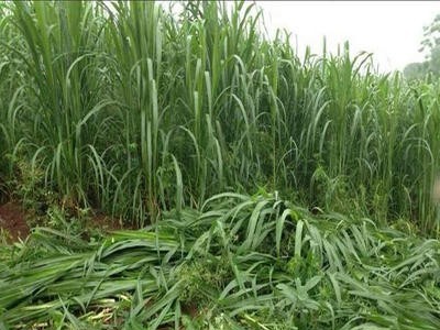 台湾甜象草种子养殖牧草种子畜牧多年生牧草牛羊饲料喂牛饲料草种图2