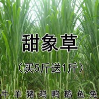台湾甜象草种子养殖牧草种子畜牧多年生牧草牛羊饲料喂牛饲料草种