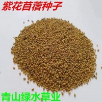 紫花苜蓿种子多年生牧草种子 饲草种子 苜蓿草籽 量大批发