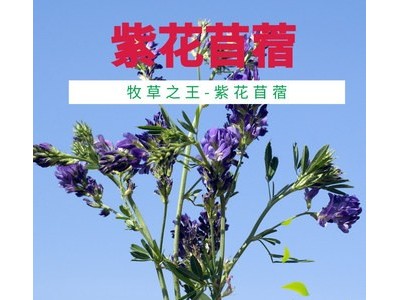 紫花苜蓿种子多年生牧草种子 饲草种子 苜蓿草籽 量大批发图2