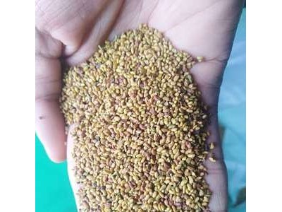 紫花苜蓿种子多年生牧草种子 饲草种子 苜蓿草籽 量大批发图4