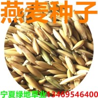 批发燕麦草种子白燕麦种子灰燕麦种子 牧草种子饲料籽量大从优