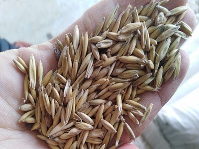 批发燕麦草种子白燕麦种子灰燕麦种子 牧草种子饲料籽量大从优图4