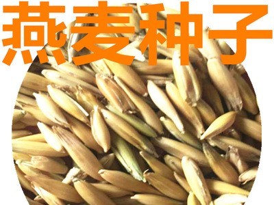 批发燕麦草种子白燕麦种子灰燕麦种子 牧草种子饲料籽量大从优图5