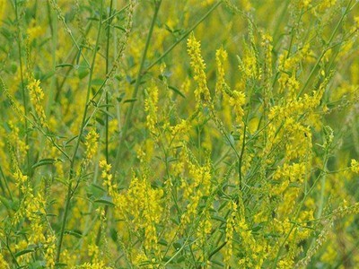 批发草木犀牧草种子草木犀种子草木樨黄花苜蓿种子苜蓿籽图5