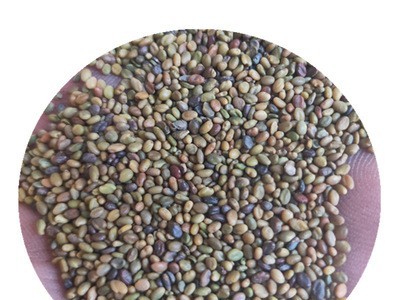 批发草木犀牧草种子草木犀种子草木樨黄花苜蓿种子苜蓿籽图4