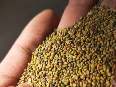 批发草木犀牧草种子草木犀种子草木樨黄花苜蓿种子苜蓿籽图3