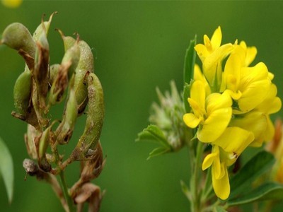 批发草木犀牧草种子草木犀种子草木樨黄花苜蓿种子苜蓿籽图2
