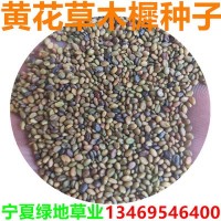 批发草木犀牧草种子草木犀种子草木樨黄花苜蓿种子苜蓿籽