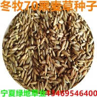 冬牧70牧草种子批发黑麦草种子牧草籽 冬牧70黑麦草种子