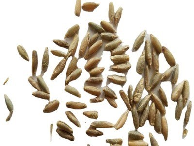 冬牧70牧草种子批发黑麦草种子牧草籽 冬牧70黑麦草种子图4