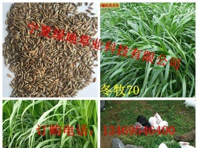 冬牧70牧草种子批发黑麦草种子牧草籽 冬牧70黑麦草种子图5