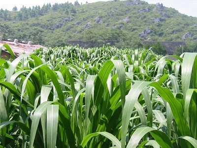 供：美国 墨西哥玉米种子 养牛 养羊 养蝗虫 养驴 养鹅 牧草种子图3