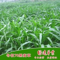 供：美国 墨西哥玉米种子 养牛 养羊 养蝗虫 养驴 养鹅 牧草种子