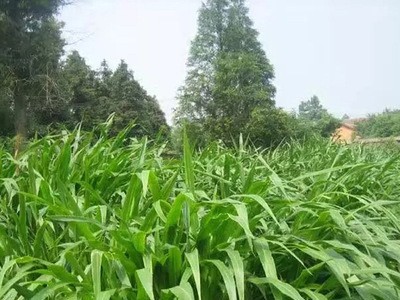 供：美国 墨西哥玉米种子 养牛 养羊 养蝗虫 养驴 养鹅 牧草种子图4