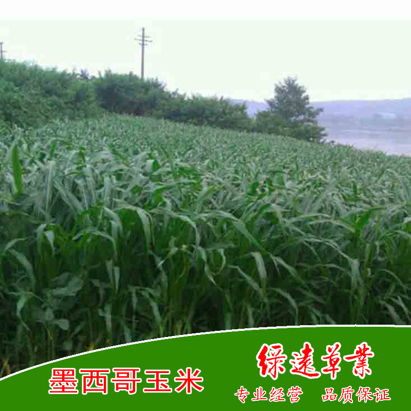 墨西哥玉米03.jpeg副本副本