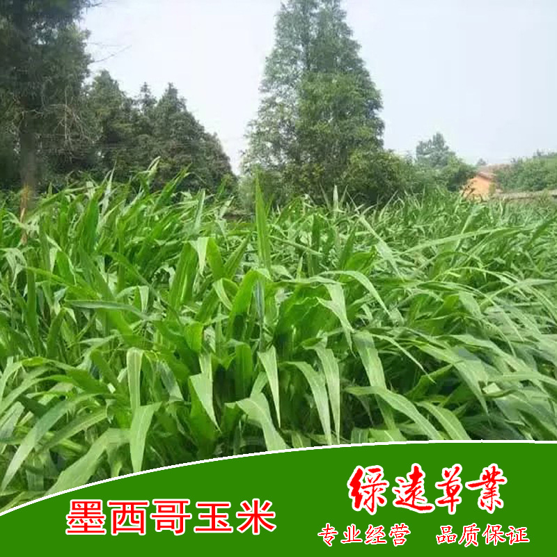 墨西哥玉米01副本副本