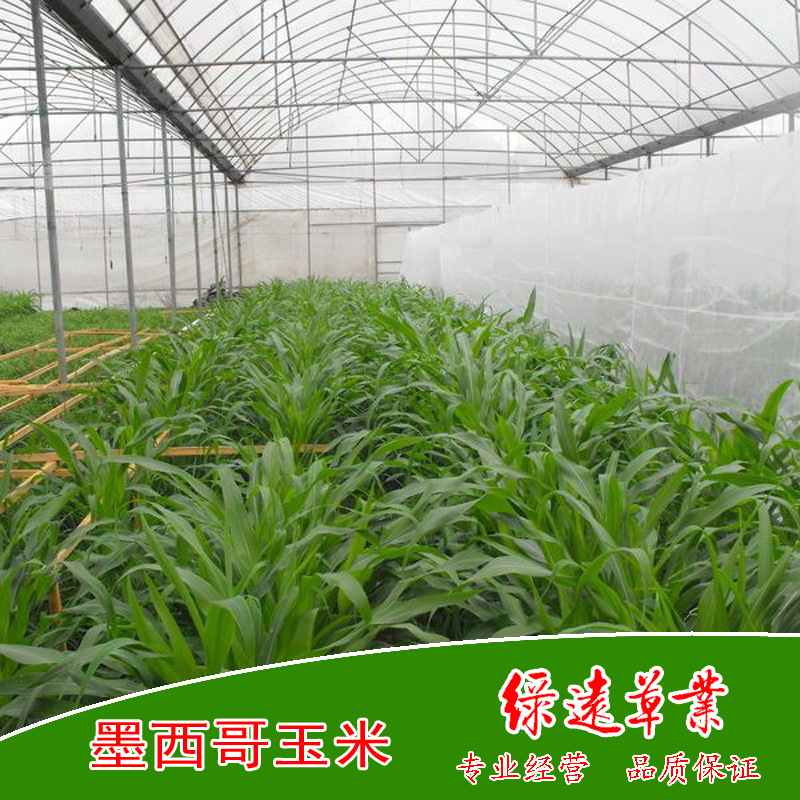 墨西哥玉米02副本副本