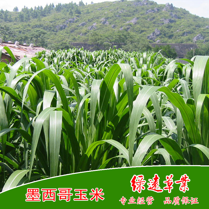 墨西哥玉米101副本副本